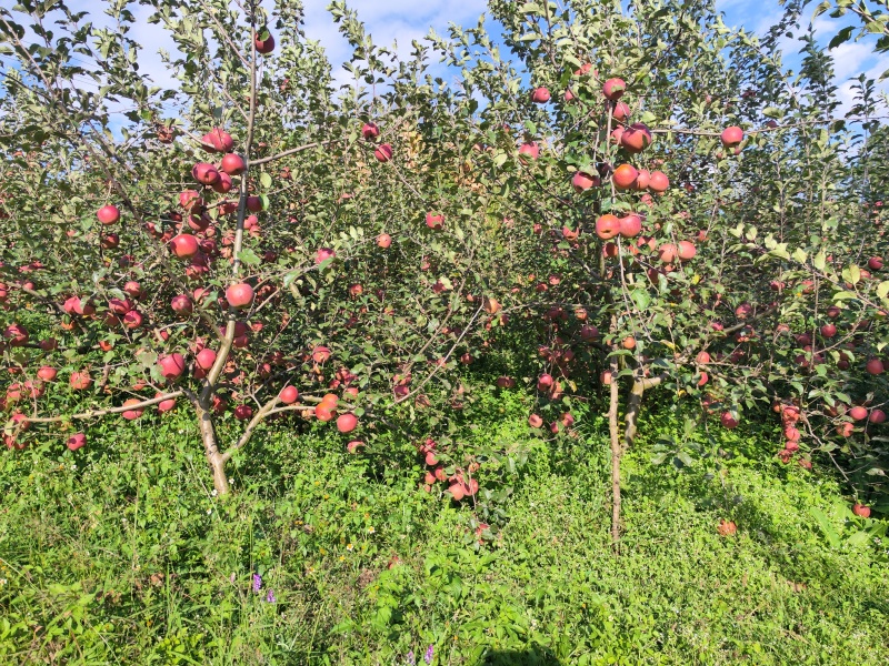 糖心苹果