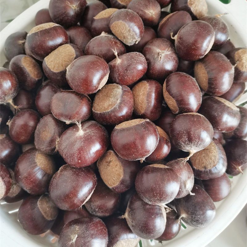 精品油栗，皮薄肉黄，香糯可口，质量保证。