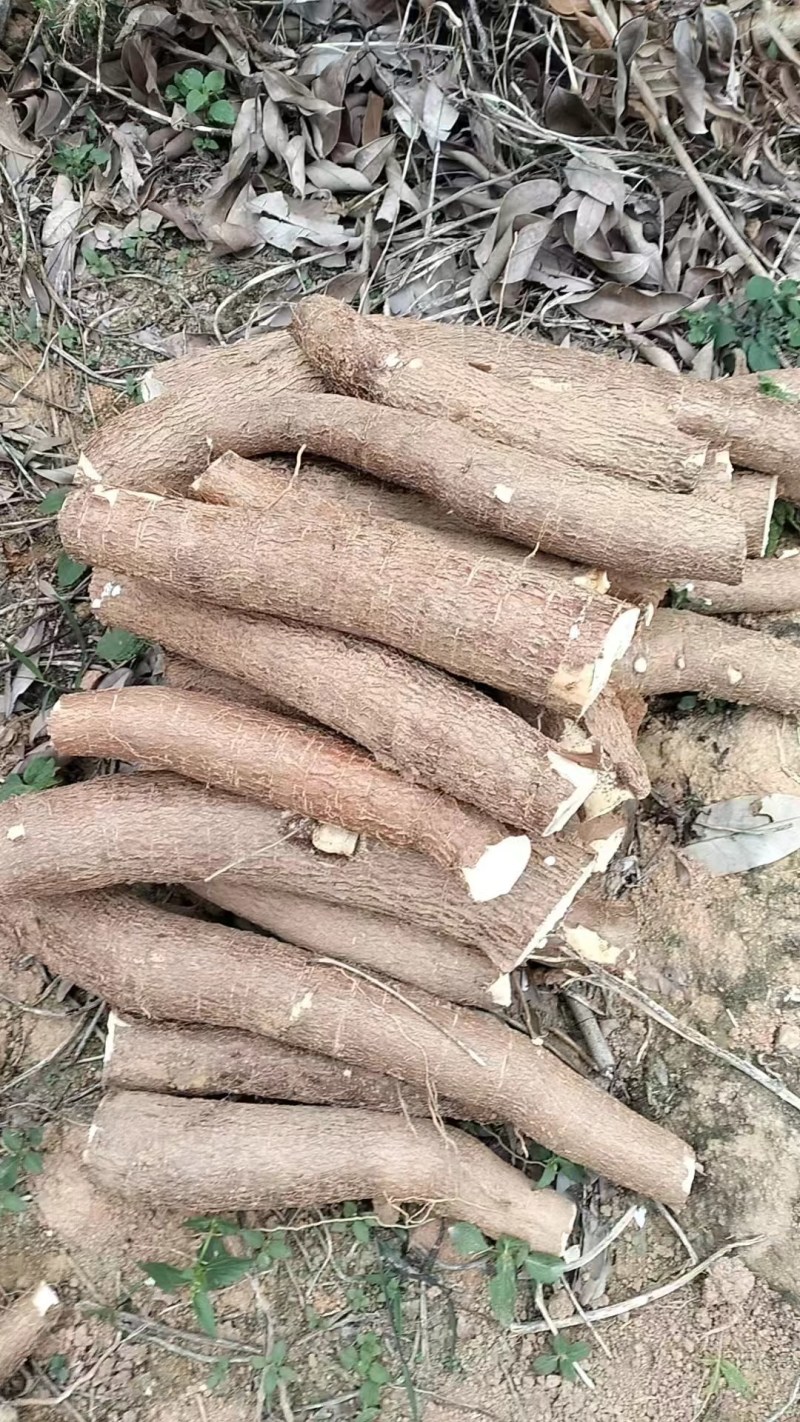 华南9号黄肉木薯