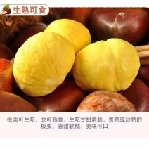 山东蒙阴油栗香甜肉黄，产地直供，量大从优炒锅批发专用