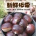 山东蒙阴油栗香甜肉黄，产地直供，量大从优炒锅批发专用