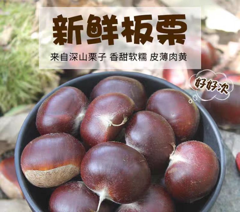 山东蒙阴油栗香甜肉黄，产地直供，量大从优炒锅批发专用