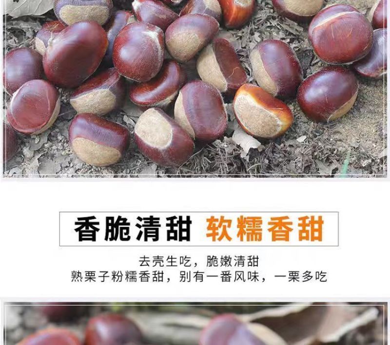山东蒙阴油栗香甜肉黄，产地直供，量大从优炒锅批发专用