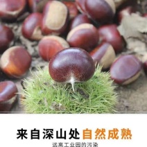 山东沂蒙山老树板栗油栗一手货源香甜糯口，量大优惠。