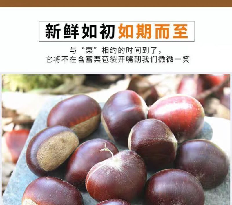 山东沂蒙山野生油栗板栗软糯香甜炒锅批发专用