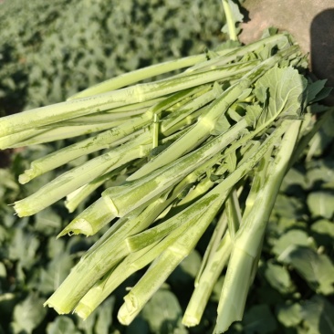 油菜苔，500斤起售