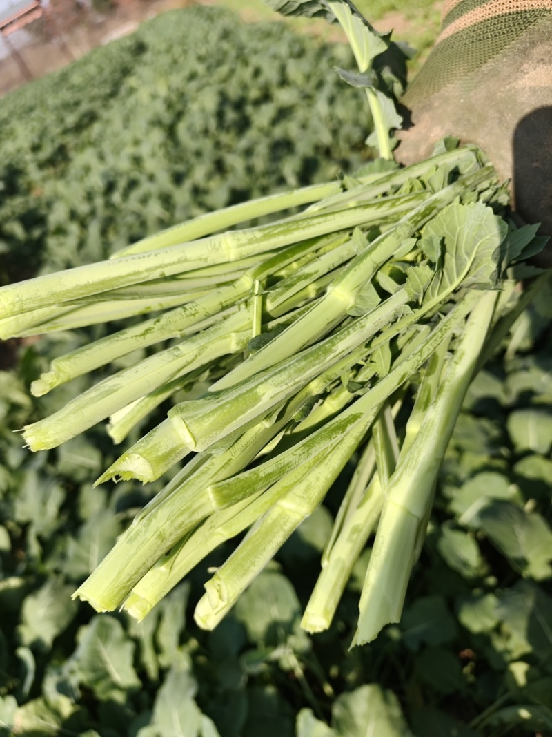 油菜苔，500斤起售