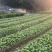2025年自家双滘老沙姜大量开挖价格美丽