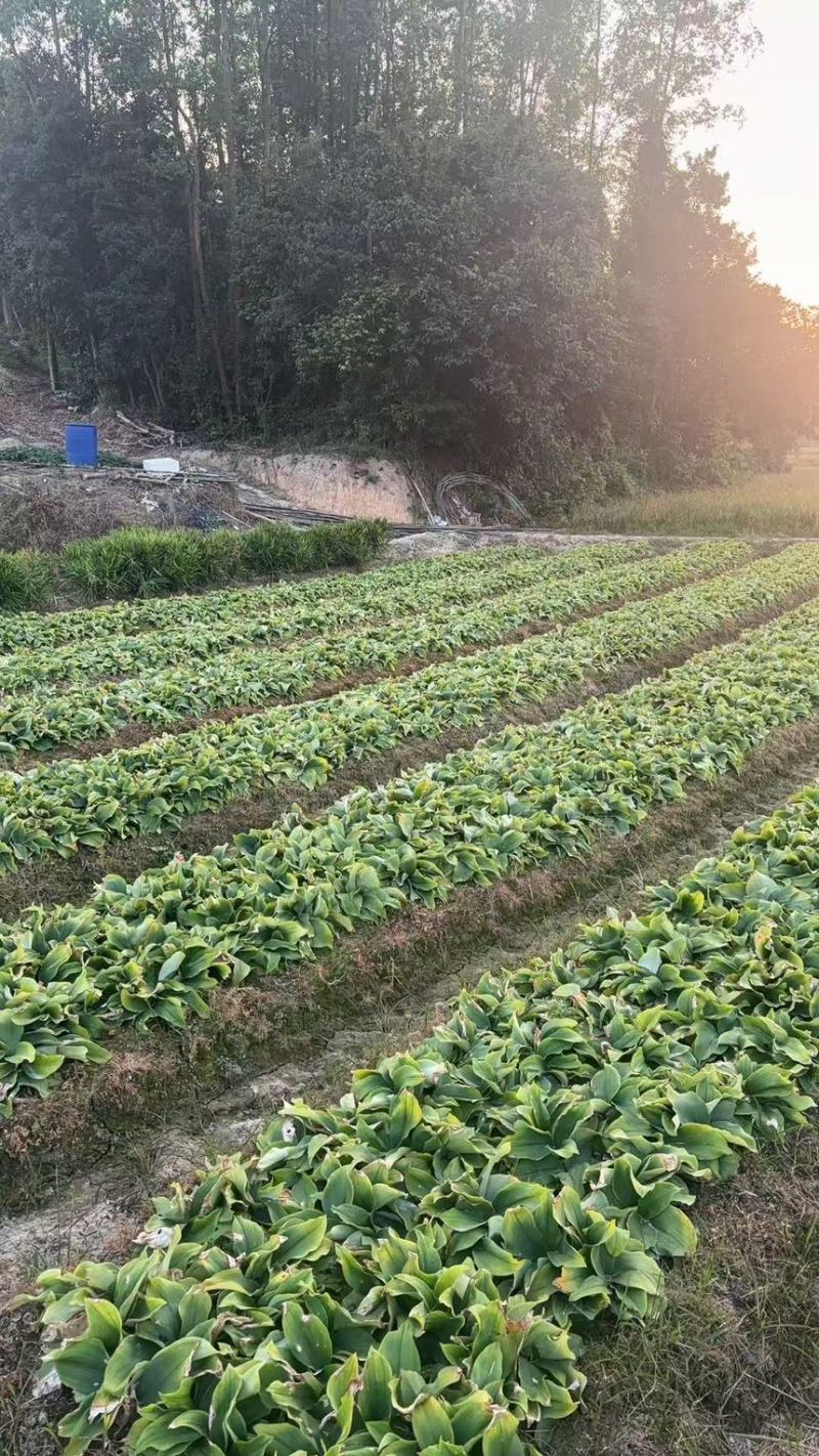 2025年自家双滘老沙姜大量开挖价格美丽