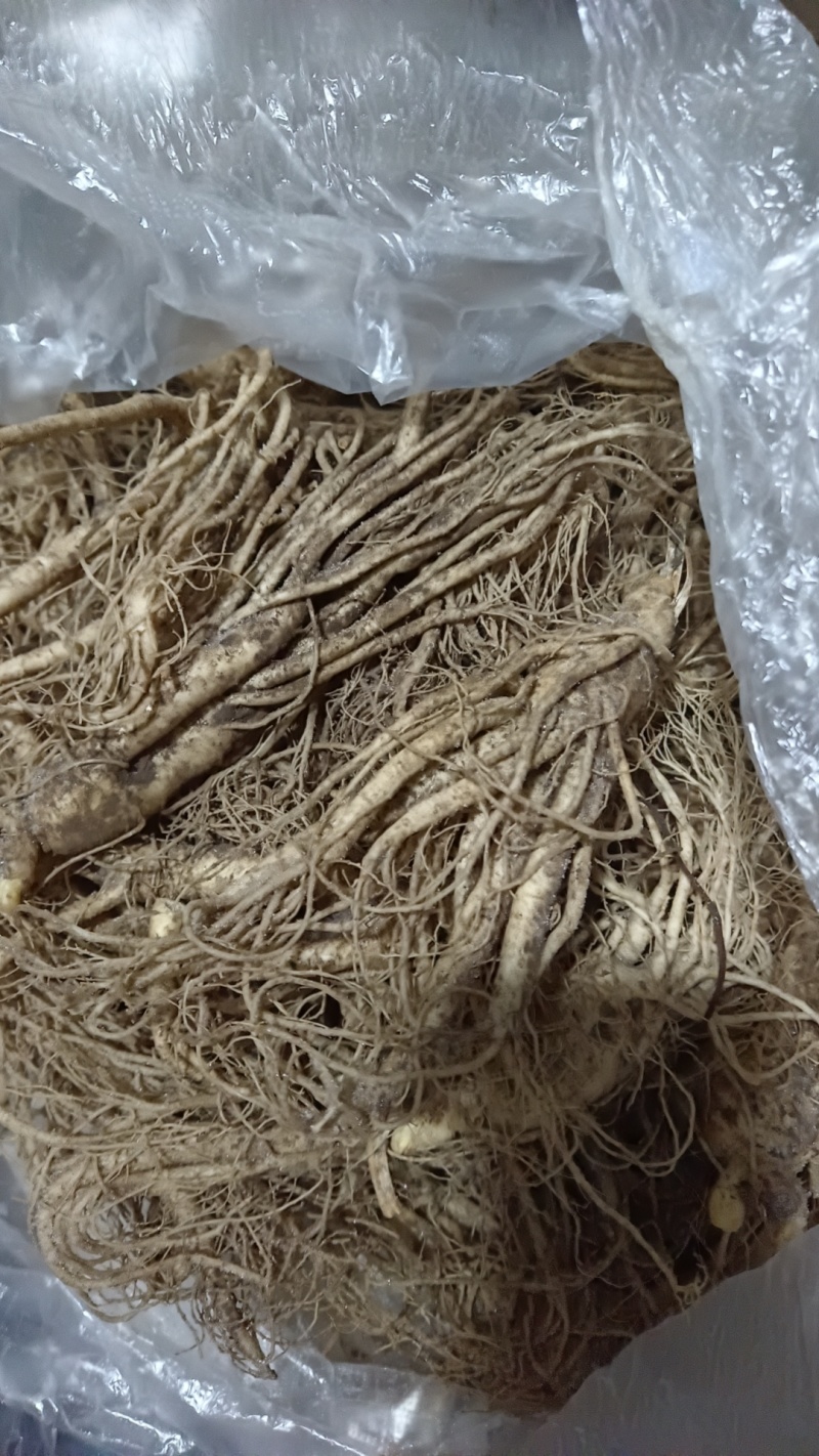 长白山人参鲜人参