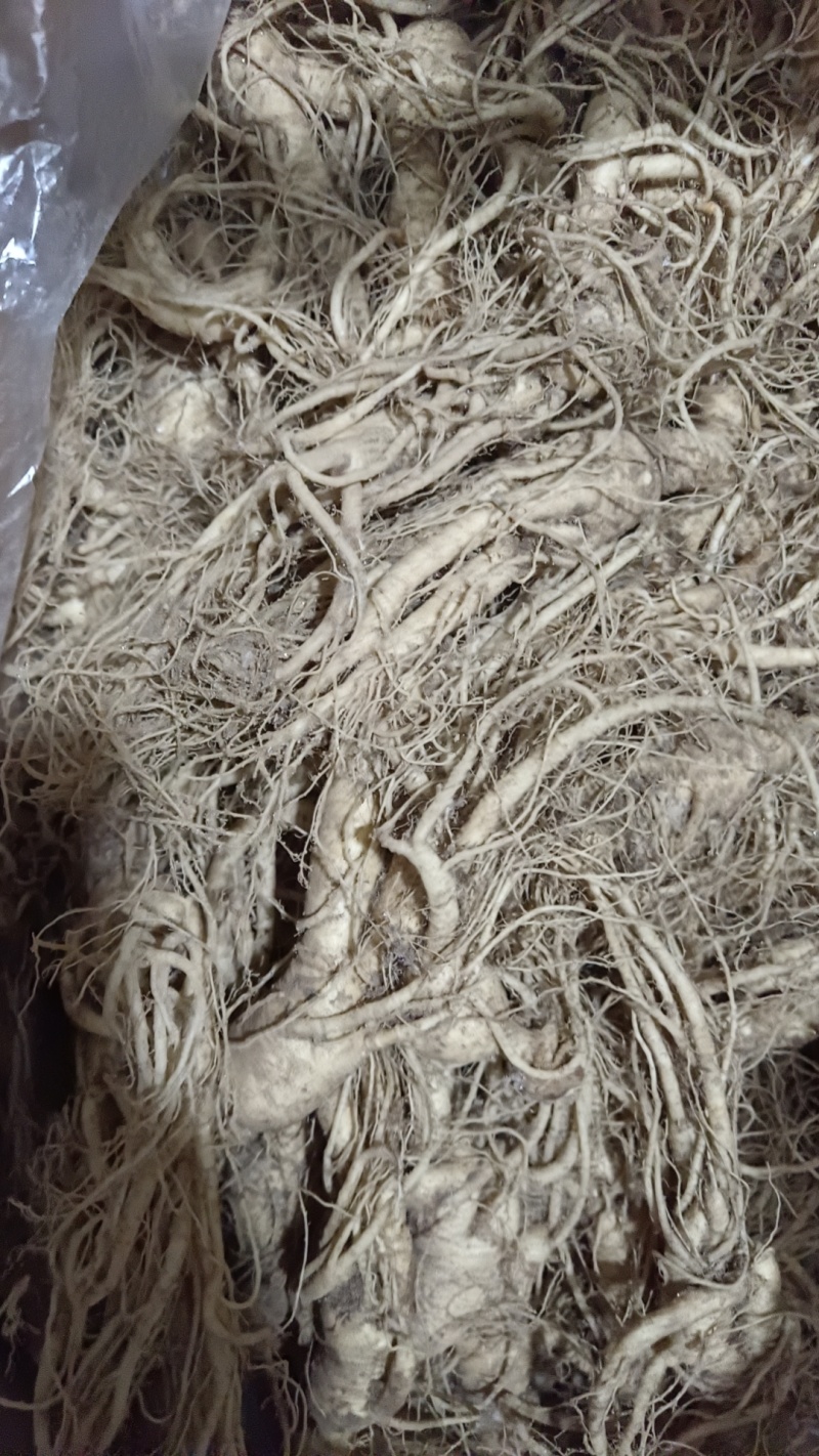 鲜人参新鲜泡酒煲汤送礼泡茶自产自销产地直