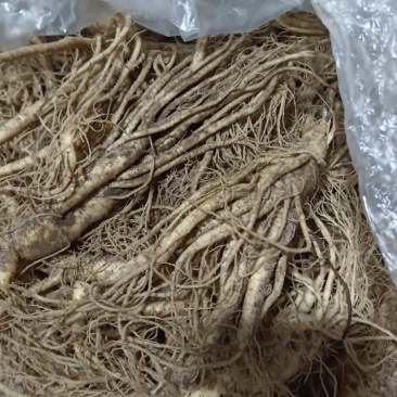 鲜人参新鲜泡酒煲汤送礼泡茶自产自销产地直