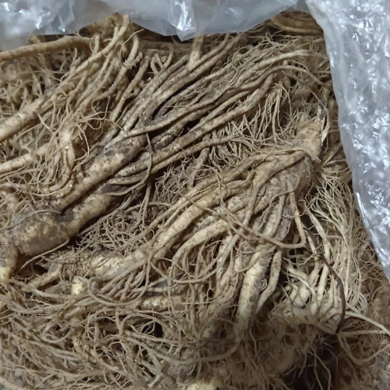 鲜人参新鲜泡酒煲汤送礼泡茶自产自销产地直