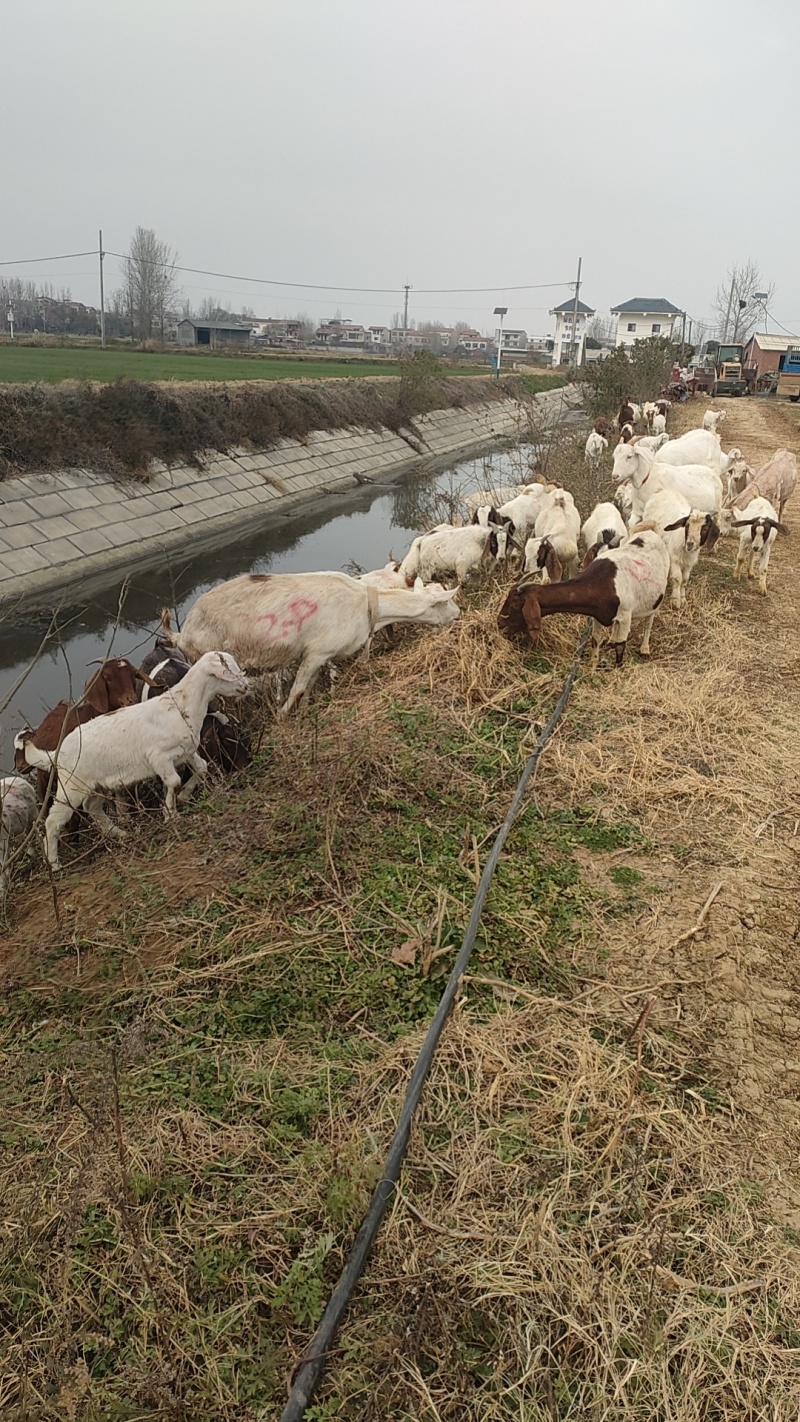大量山羊出售