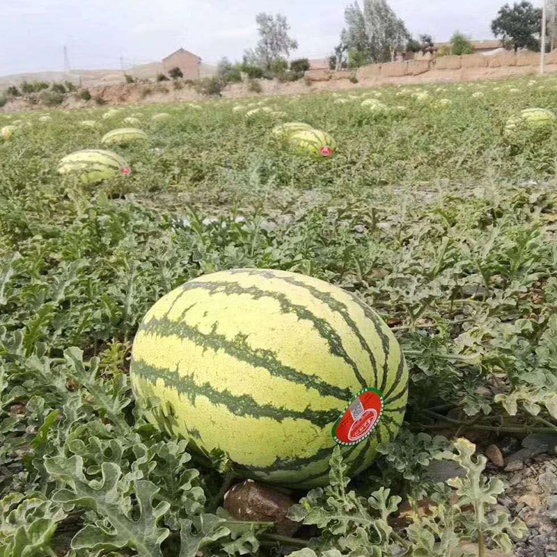 西农八号西瓜种子中晚熟花皮大果椭圆形耐重茬耐储运