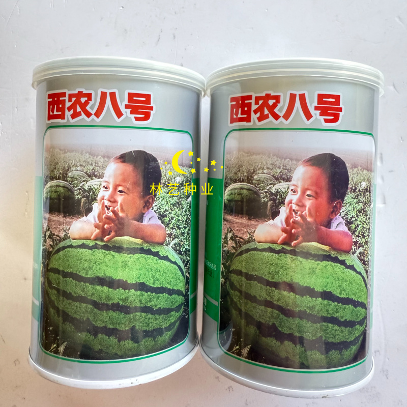 西农八号西瓜种子中晚熟花皮大果椭圆形耐重茬耐储运