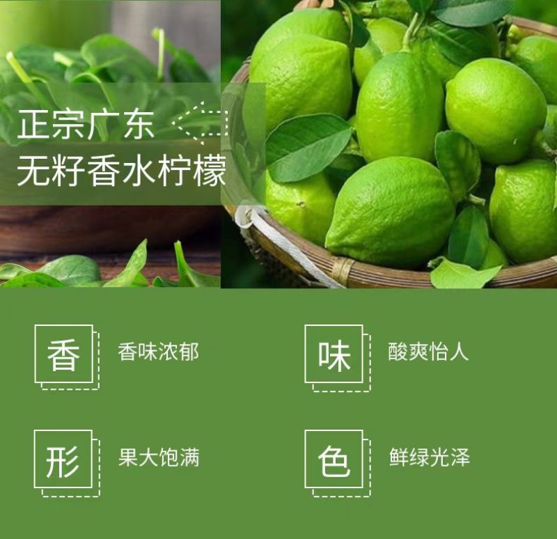 广东香水柠檬自家果园长期稳定供应欢迎合作