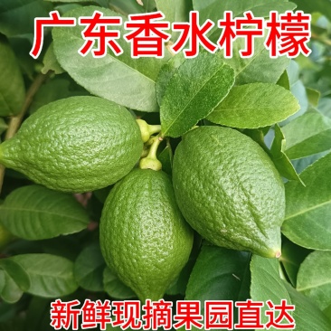广东香水柠檬自家果园长期稳定供应欢迎合作