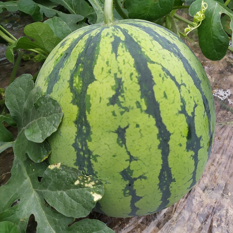 苏蜜518西瓜种子早熟中果型果型高圆西瓜种籽糖度达13度