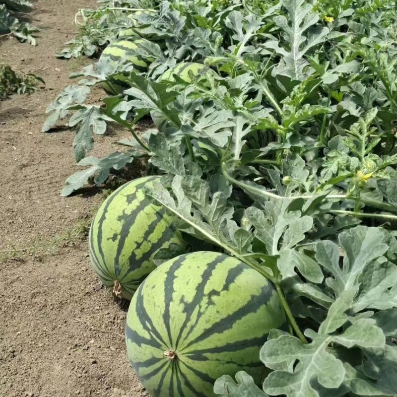 苏蜜518西瓜种子早熟中果型果型高圆西瓜种籽糖度达13度