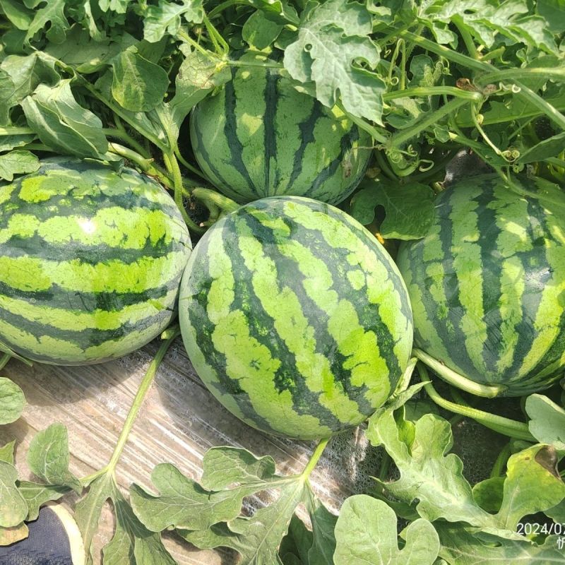 苏蜜518西瓜种子早熟中果型果型高圆西瓜种籽糖度达13度
