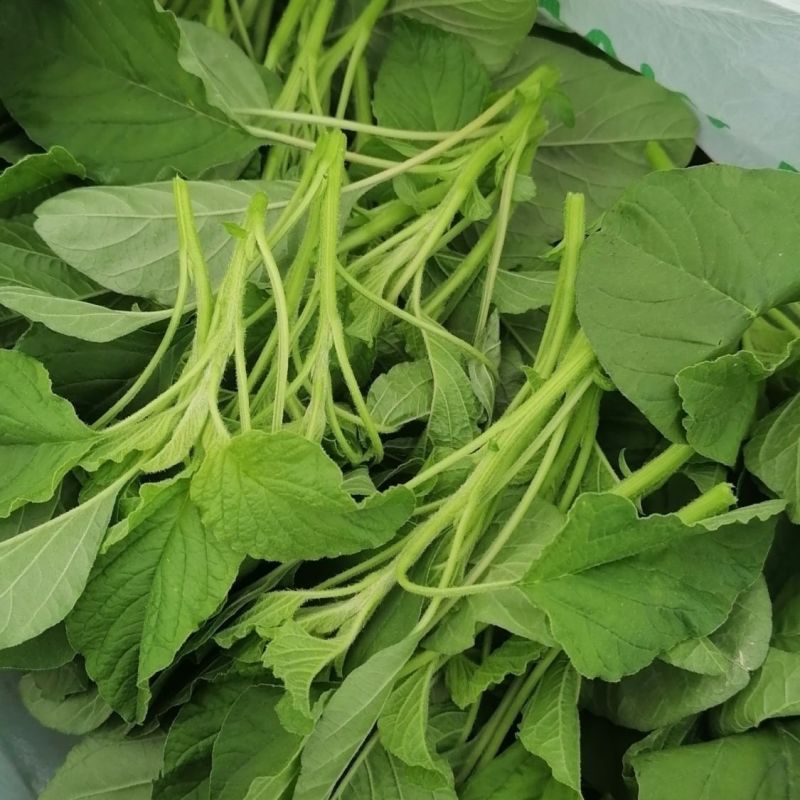 点满实青亮糯苋种子四倍体茎绿白色叶片大耐热耐湿生长快软糯