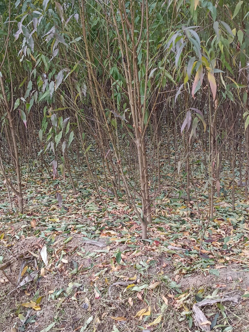 土桃苗