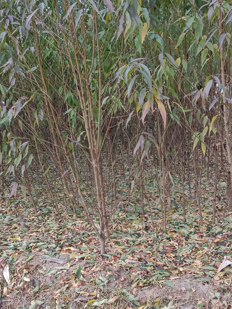 土桃苗