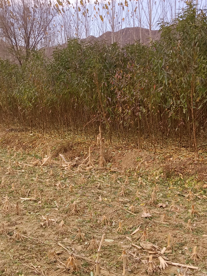 土桃苗