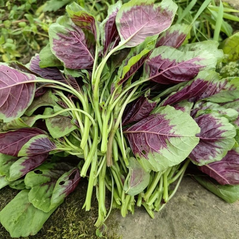 丽花糯苋苋菜种子四倍体苋菜早中熟肉厚耐热耐旱