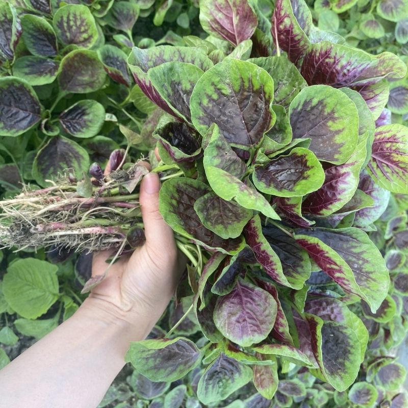 丽花糯苋苋菜种子四倍体苋菜早中熟肉厚耐热耐旱