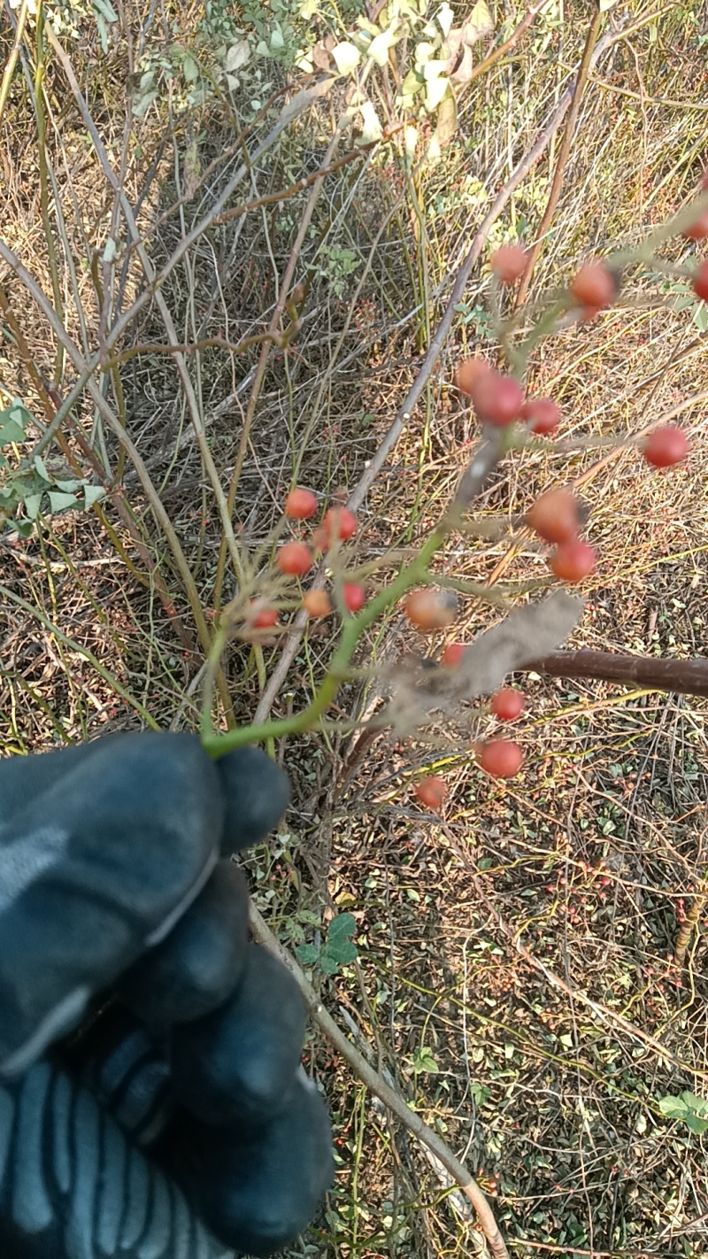 出售蔷薇高杆蔷薇插条