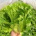 点满实绿实生菜种子速生直立半结球耐抽苔生菜种籽