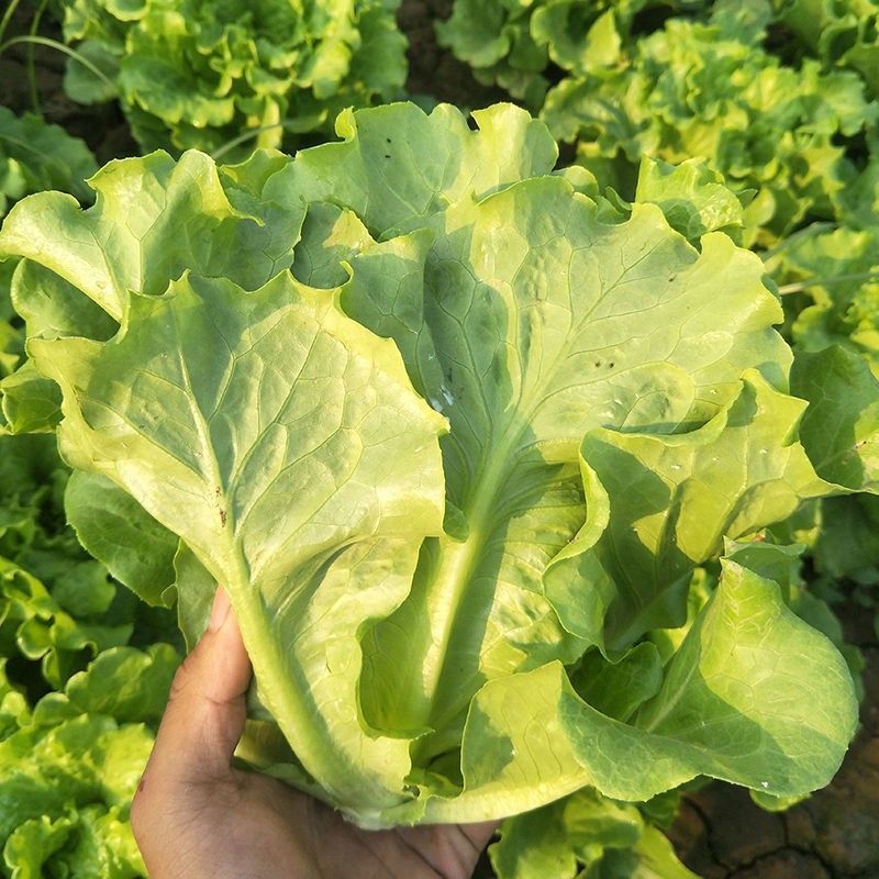 点满实绿实生菜种子速生直立半结球耐抽苔生菜种籽