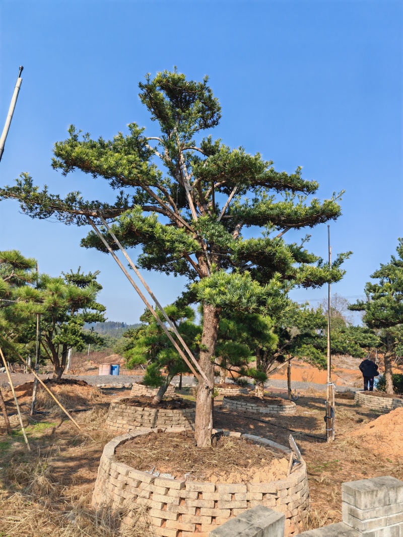 造型罗汉松
