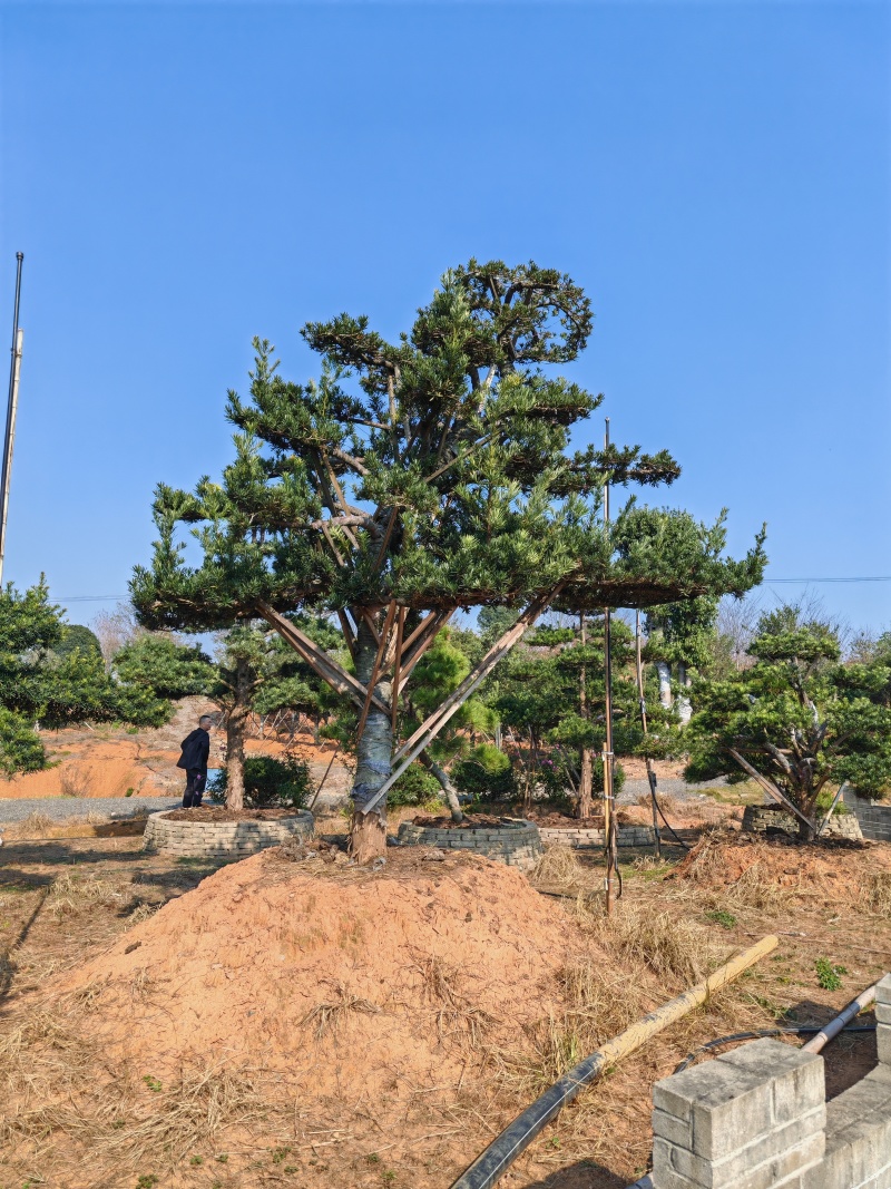 造型罗汉松