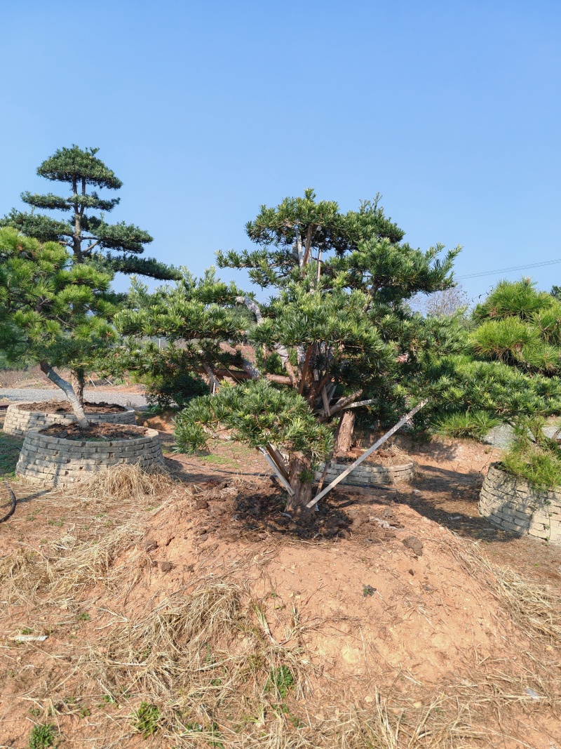 造型罗汉松