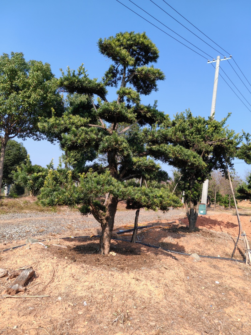 造型罗汉松