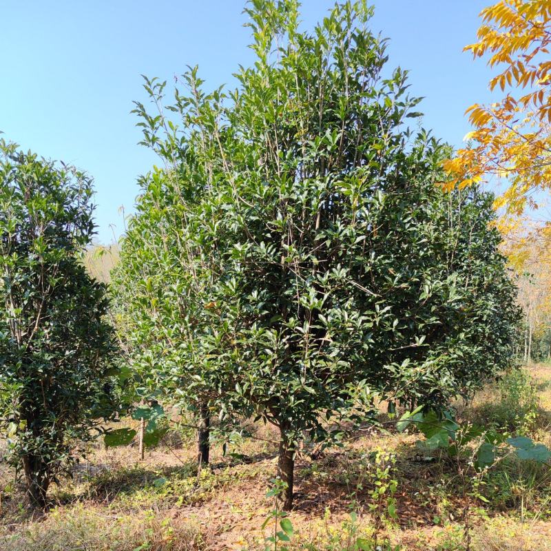 13公分桂花树