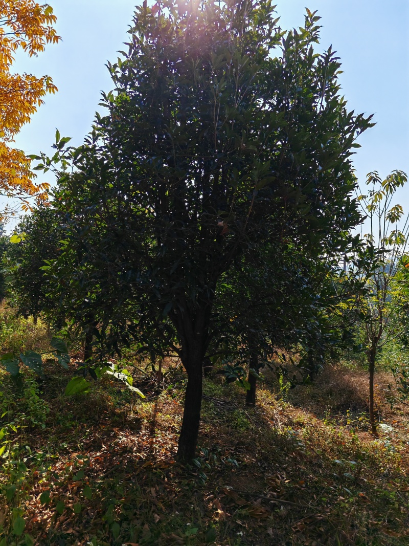 13公分桂花树