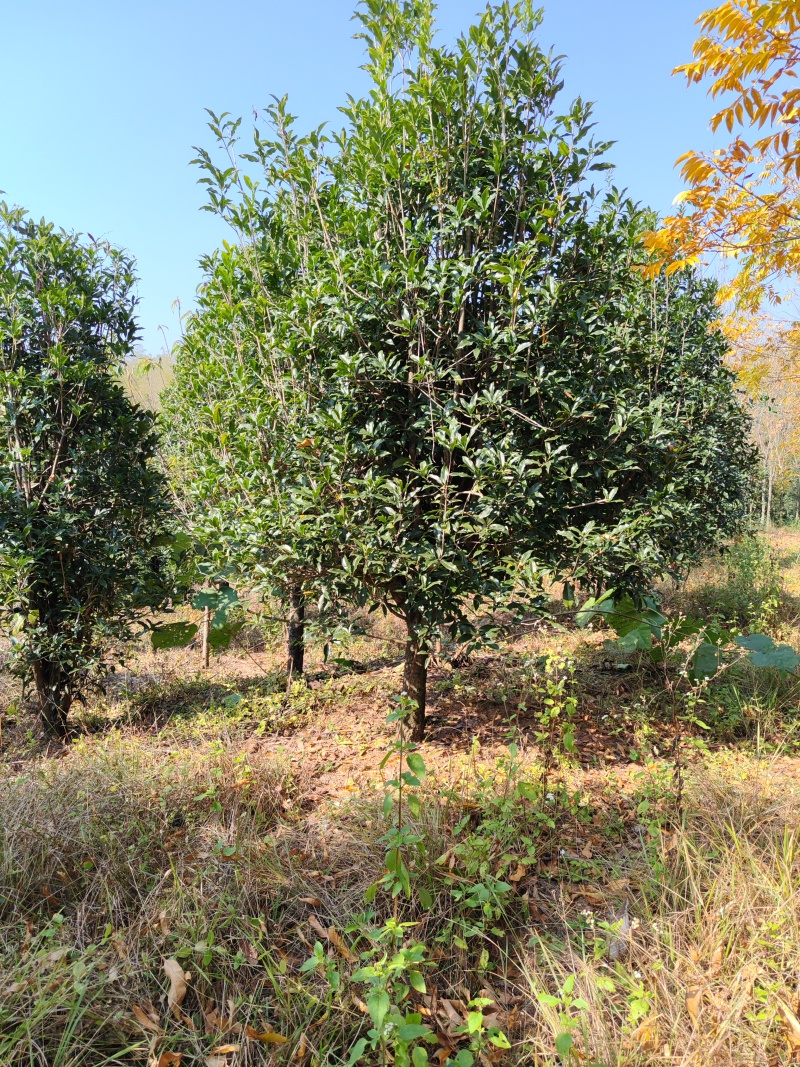 13公分桂花树