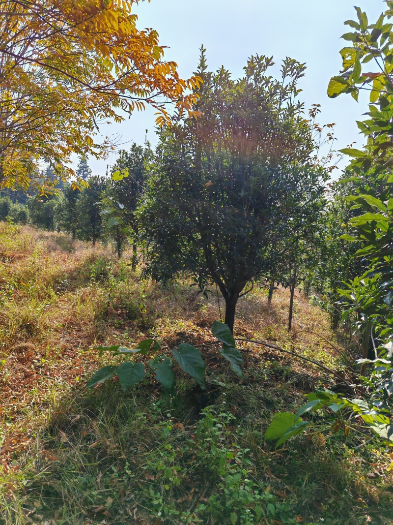 13公分桂花树