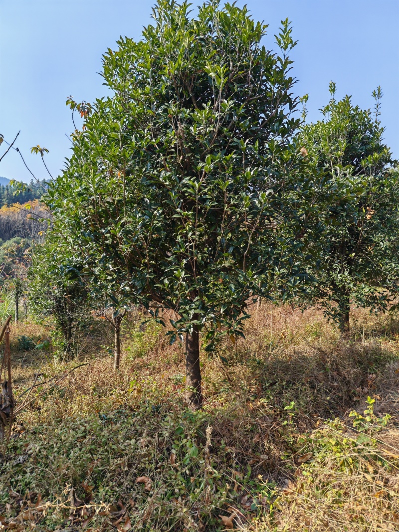 13公分桂花树