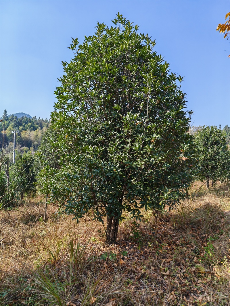 13公分桂花树