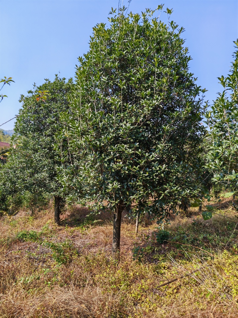 13公分桂花树
