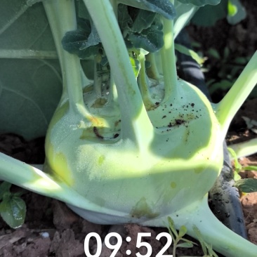 湖北嘉鱼蔬菜基地：优质苤蓝