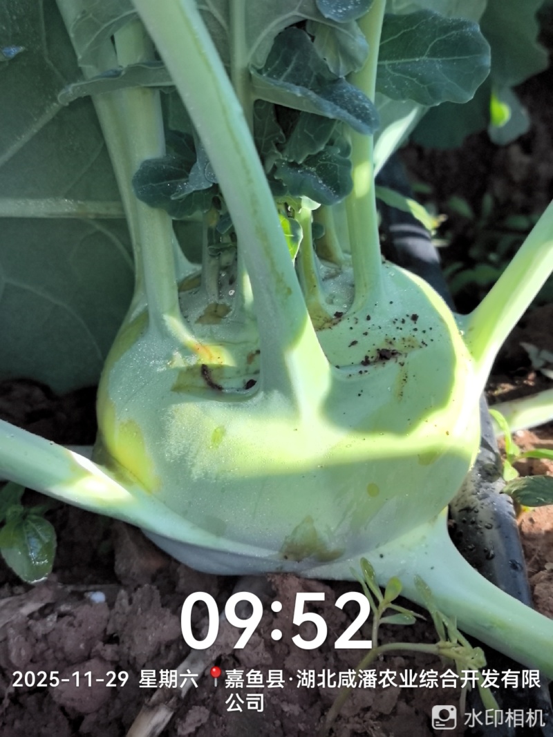 湖北嘉鱼蔬菜基地：优质苤蓝