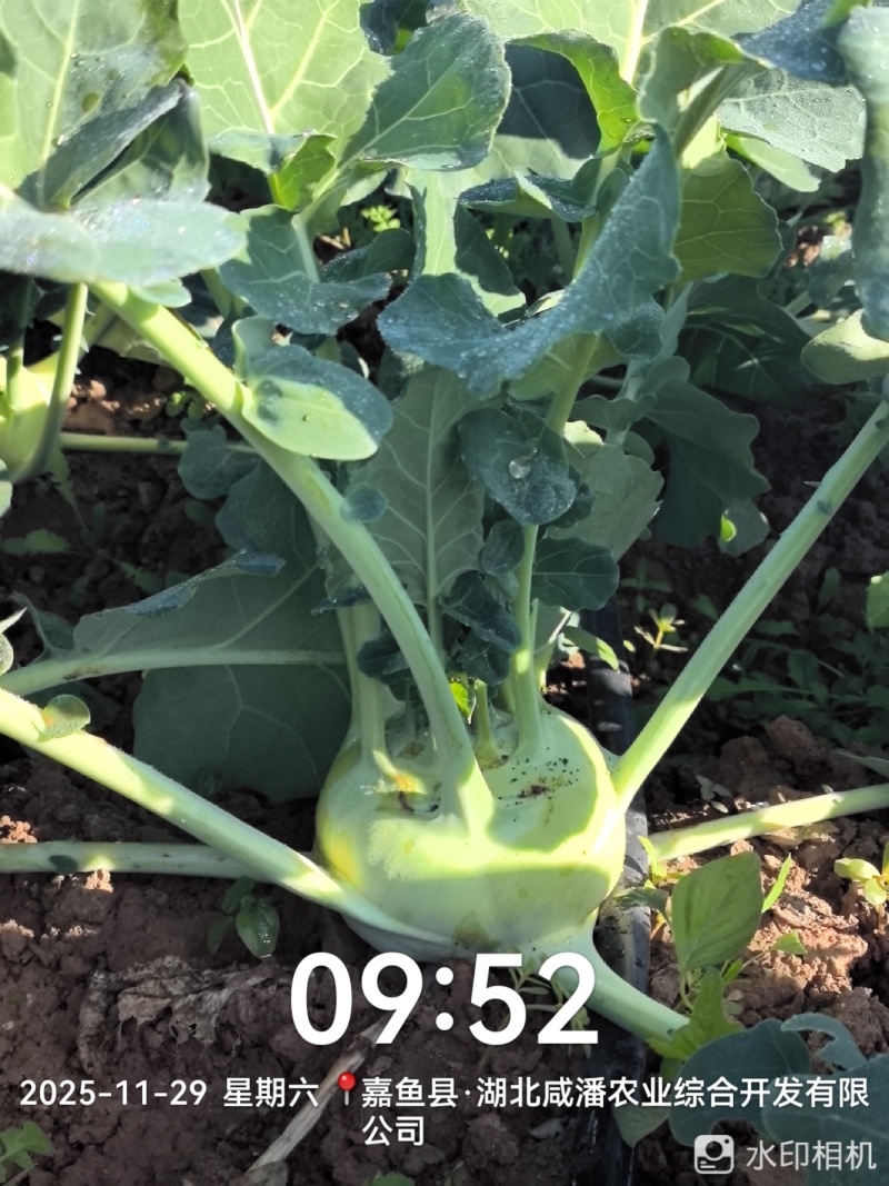 湖北嘉鱼蔬菜基地：优质苤蓝