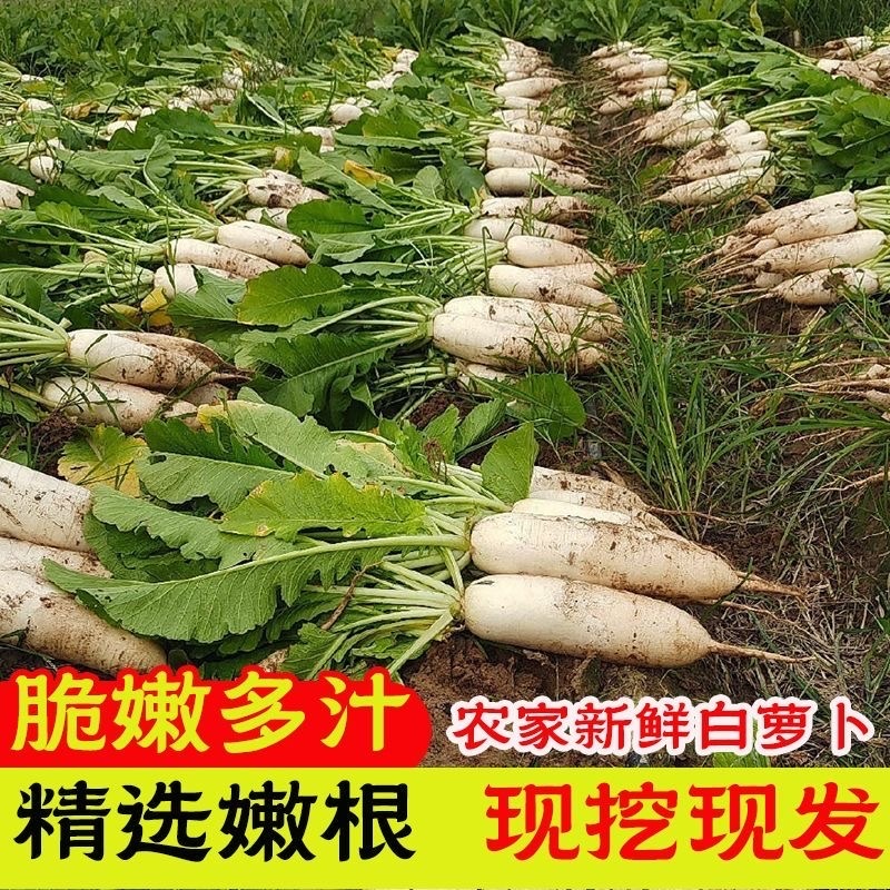湖北天门白萝卜/打霜白萝卜/产区直发/大量有货