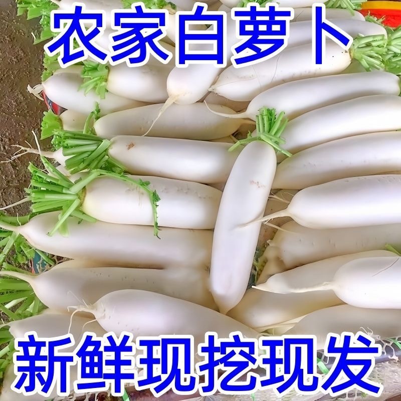 湖北天门白萝卜/打霜白萝卜/产区直发/大量有货
